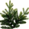 7.5′ x 58″ Jersey Fraser Fir Christmas Tree, Unlit